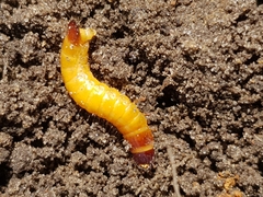 Selatosomus aeneus