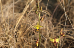 Eulophia hians inaequalis