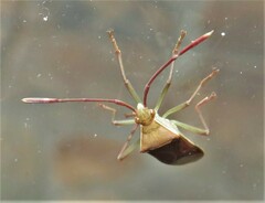 Pseudotheraptus wayi