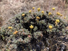 Eriogonum thymoides