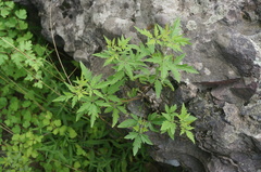Vitex negundo heterophylla