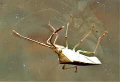 Pseudotheraptus wayi