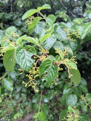 Viburnum fordiae