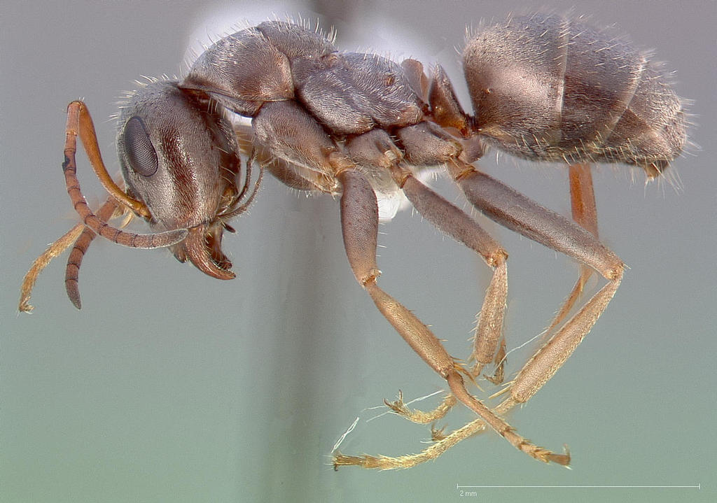 Formica longipilosa
