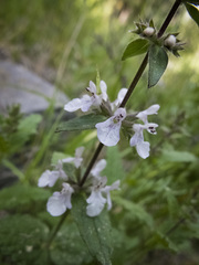 Stachys ajugoides