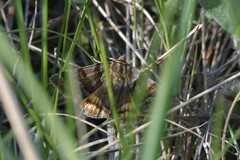 Euclidia glyphica