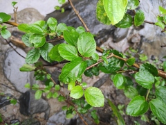 Sageretia thea