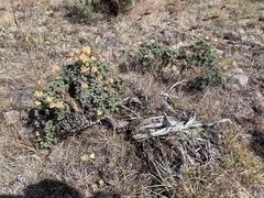Eriogonum thymoides