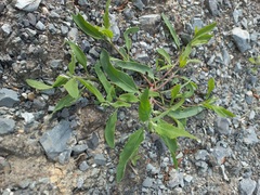 Atriplex patens