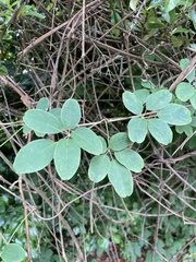 Akebia