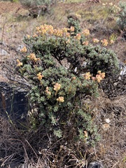Eriogonum thymoides
