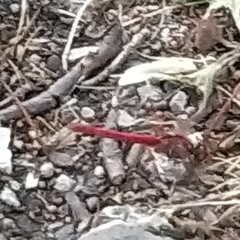 Crocothemis erythraea