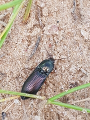 Selatosomus aeneus