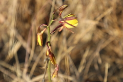 Eulophia hians inaequalis