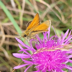 Thymelicus sylvestris