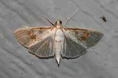 Palpita illibalis