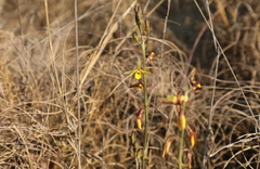 Eulophia hians inaequalis