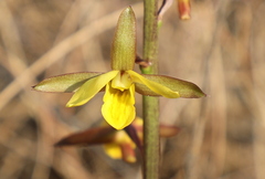 Eulophia hians inaequalis