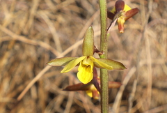 Eulophia hians inaequalis