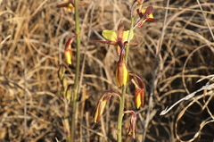 Eulophia hians inaequalis