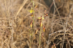 Eulophia hians inaequalis