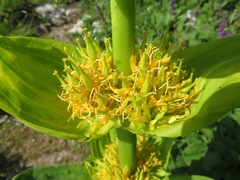 Gentiana lutea vardjanii