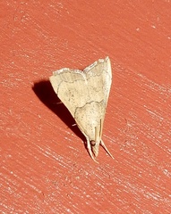 Diplopseustis