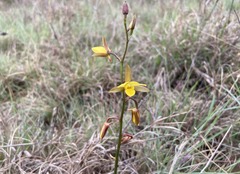 Eulophia hians inaequalis