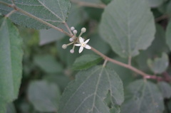 Grewia parviflora