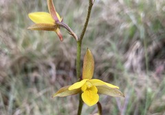 Eulophia hians inaequalis