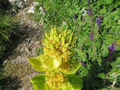 Gentiana lutea vardjanii