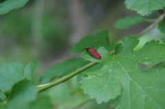 Dictyoptera