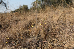 Eulophia hians inaequalis