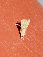 Diplopseustis