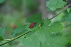 Dictyoptera