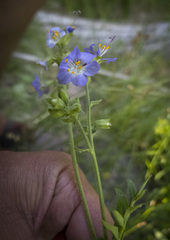 Polemonium occidentale