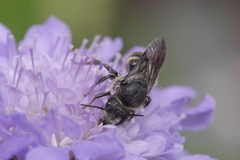 Stelis punctulatissima