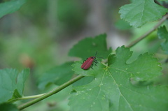 Dictyoptera