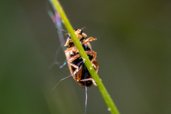 Macronaemia episcopalis