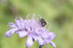 Stelis punctulatissima