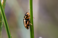 Macronaemia episcopalis