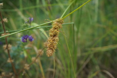 Carex neurocarpa