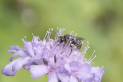 Stelis punctulatissima
