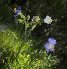 Polemonium occidentale