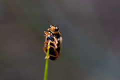 Macronaemia episcopalis