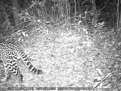 Leopardus pardalis mitis