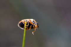 Macronaemia episcopalis