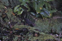 Myophonus borneensis