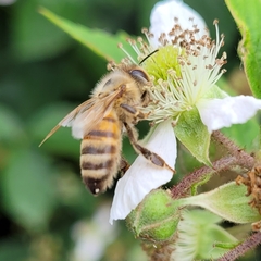 Apis mellifera