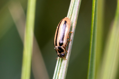Macronaemia episcopalis